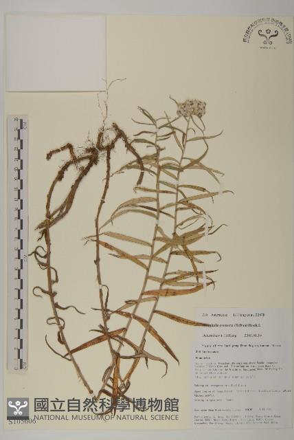 旋葉香青藏品圖，第1張