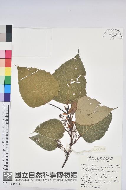 紅肉橙蘭、華血桐藏品圖，第1張