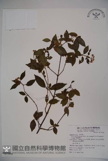 狹葉莢迷藏品圖，第1張