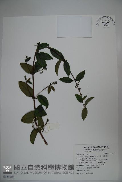 裡白忍冬、紅腺忍冬藏品圖，第1張