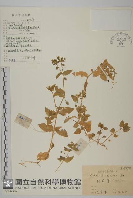 狗筋蔓藏品圖，第1張