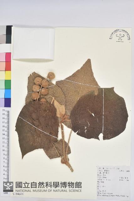 毛桐藏品圖，第1張