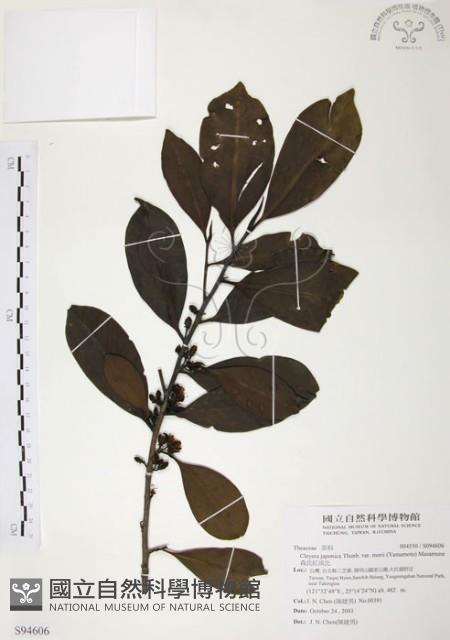 森氏紅淡比藏品圖，第1張