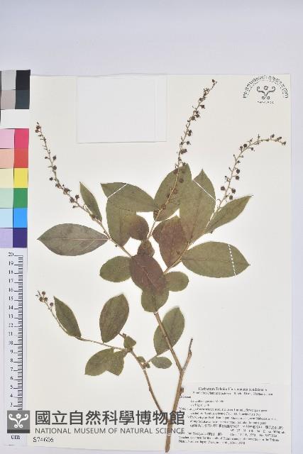 側花木藜蘆藏品圖，第1張