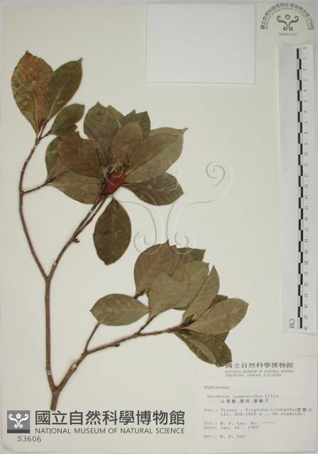 山黃梔藏品圖，第1張