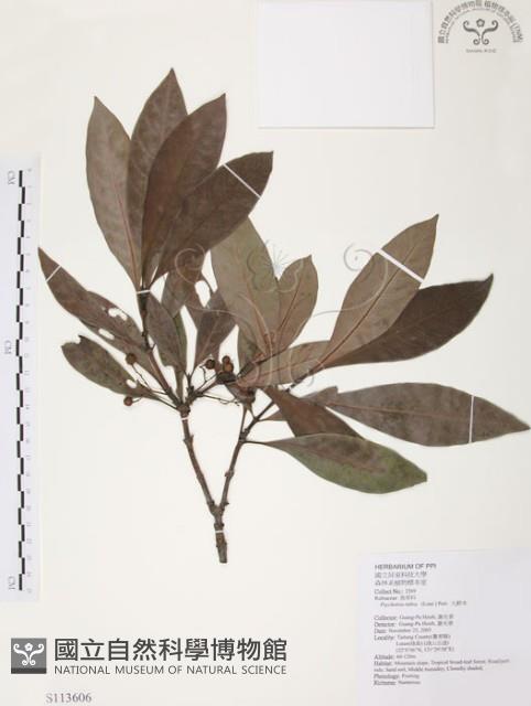 九節木、牛屎烏、青龍吐霧藏品圖，第1張