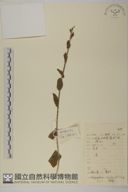 貓兒菊藏品圖，第1張