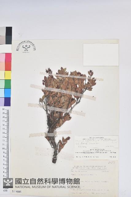 臺灣大葉越橘藏品圖，第1張