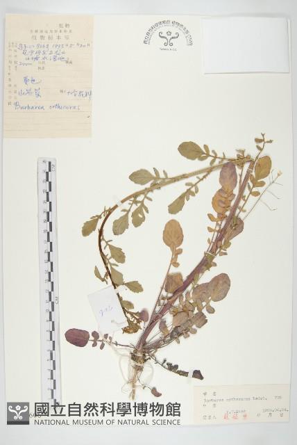 山芥菜藏品圖，第1張