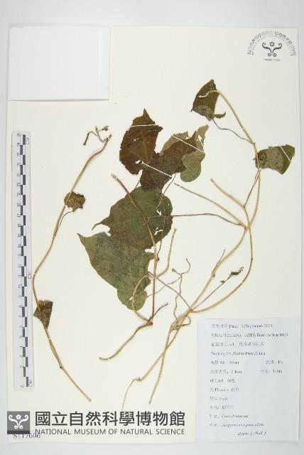 娥房藤藏品圖，第1張