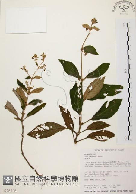 旋莢木藏品圖，第1張