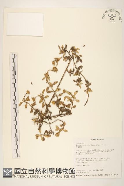 天蓬草舅藏品圖，第1張