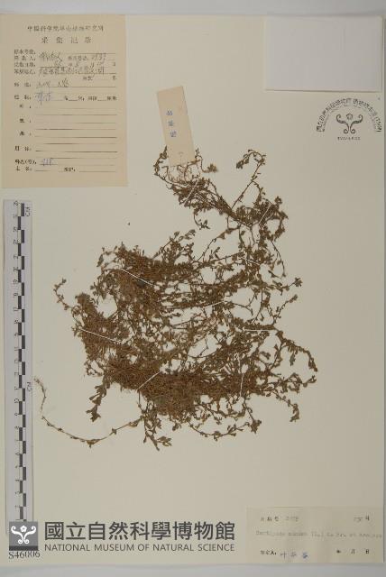 石胡荽、吐金草藏品圖，第1張