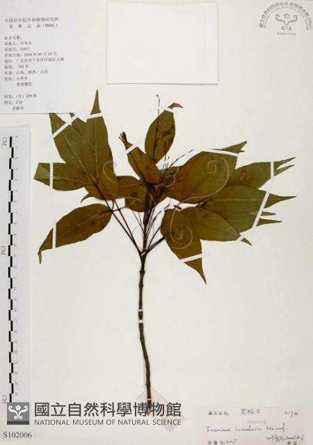 臺灣梣藏品圖，第1張