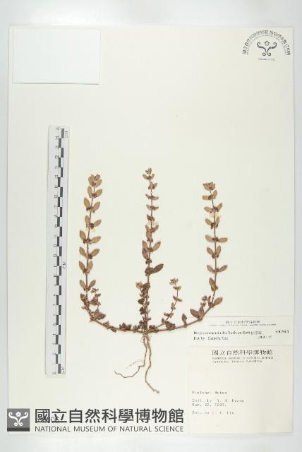 伯格草藏品圖，第1張