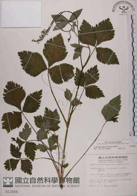 鴨兒芹藏品圖，第1張