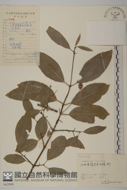 大花衛矛藏品圖，第1張