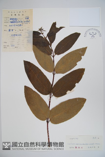 大花忍冬藏品圖，第1張