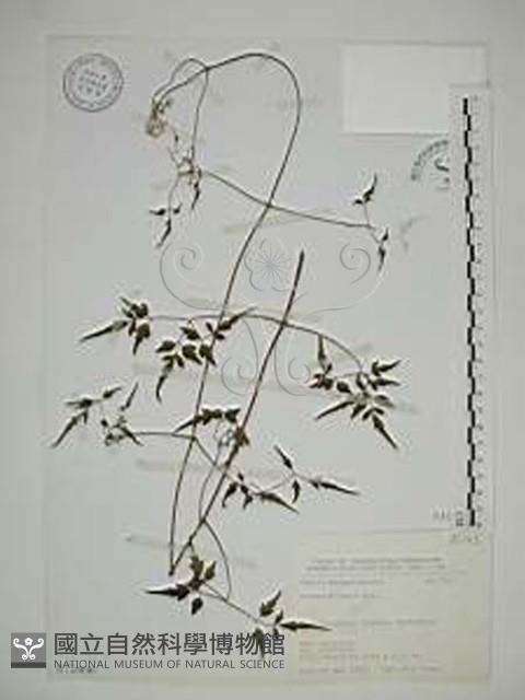 串鼻龍藏品圖，第1張