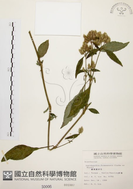 臺灣鱗球花藏品圖，第1張
