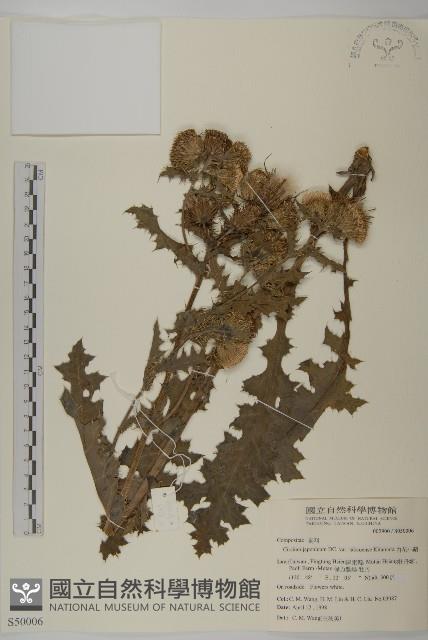 雞觴刺、島薊藏品圖，第1張