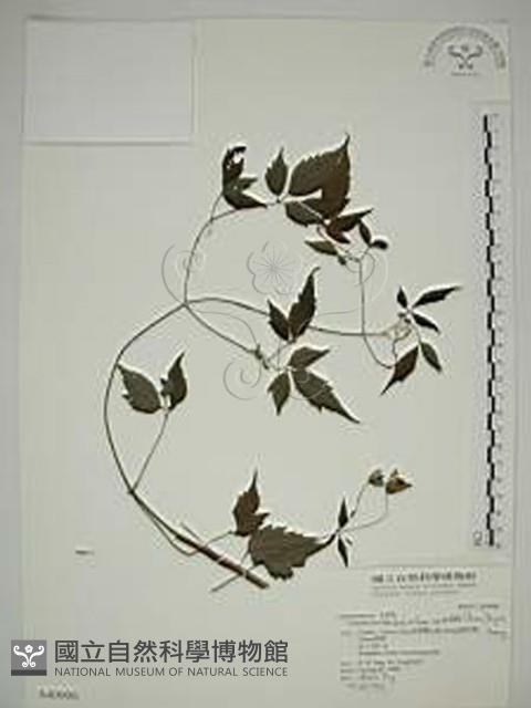 巴氏鐵線蓮藏品圖，第1張