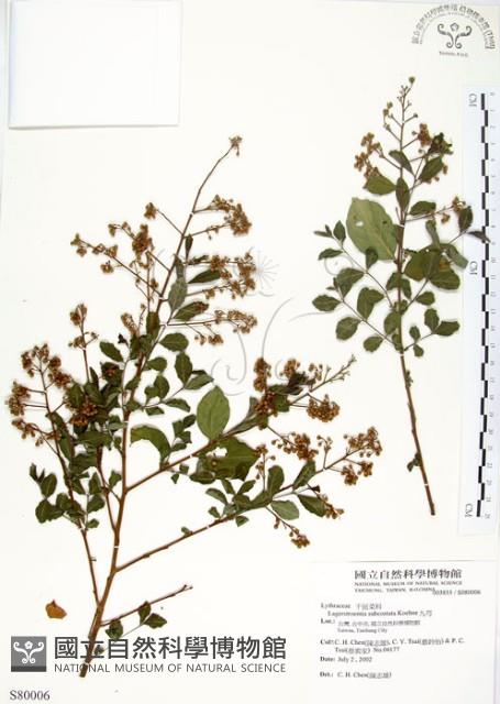 九芎藏品圖，第1張