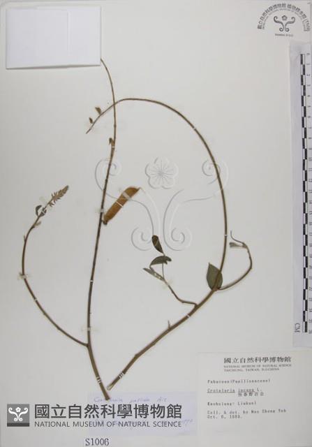 黃野百合藏品圖，第1張