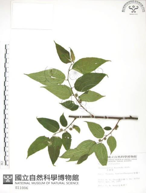 小構樹藏品圖，第1張