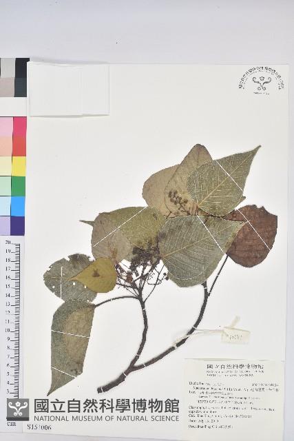 紅肉橙蘭、華血桐藏品圖，第1張