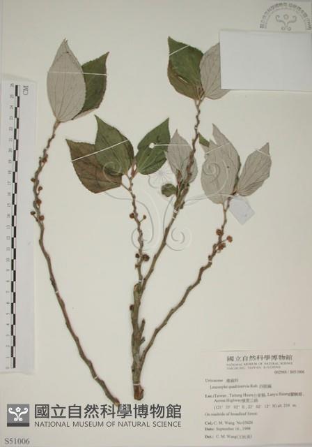 四脈麻藏品圖，第1張