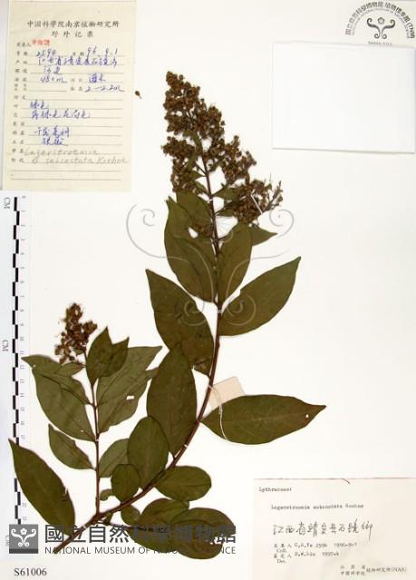 九芎藏品圖，第1張