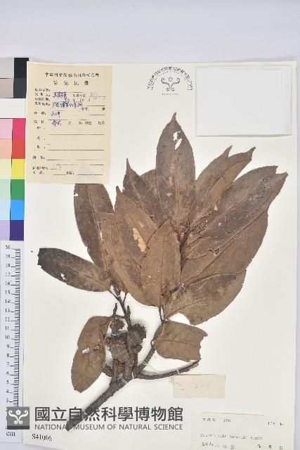 紅勾栲藏品圖，第1張