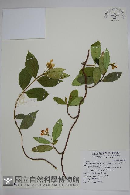 絡石藏品圖，第1張