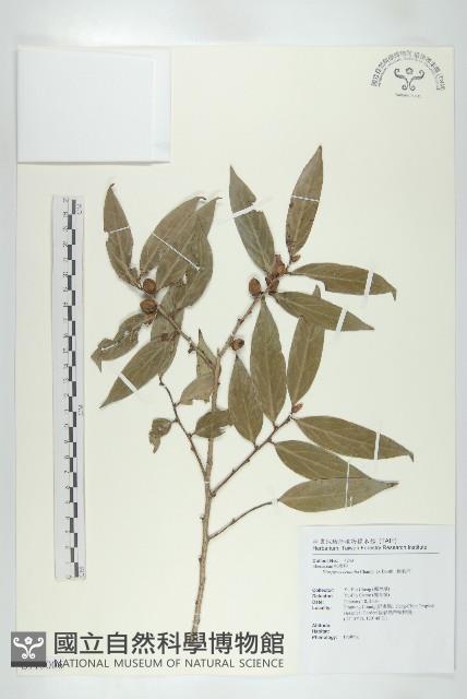 軟毛柿藏品圖，第1張