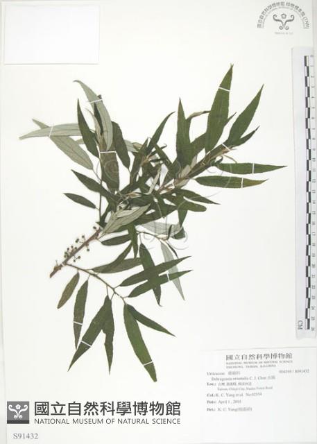 水麻藏品圖，第1張