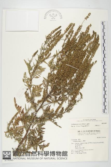 豬草、瘤果菊藏品圖，第1張