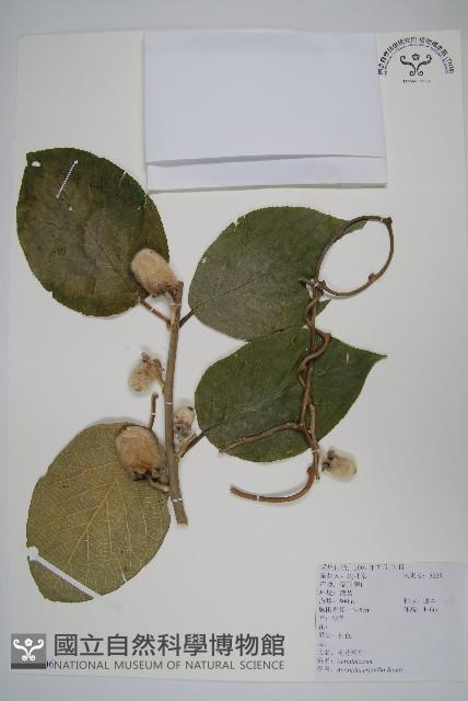 毛花楊桃藏品圖，第1張