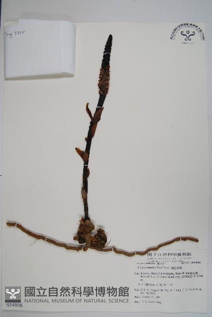 穗花蛇菰藏品圖，第1張