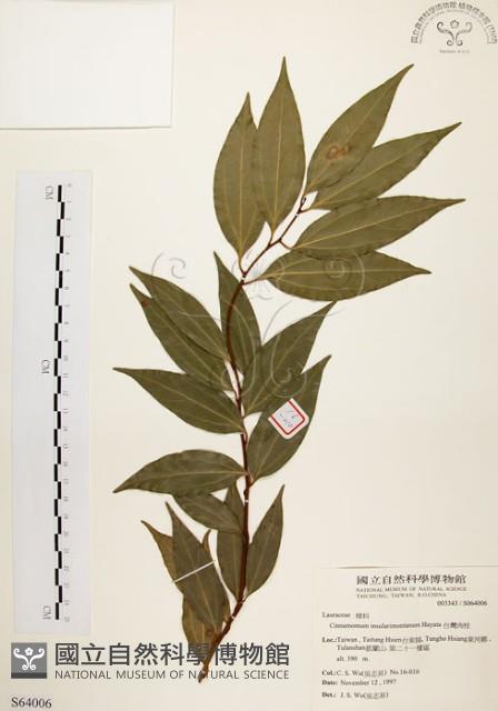 山肉桂、台灣肉桂藏品圖，第1張