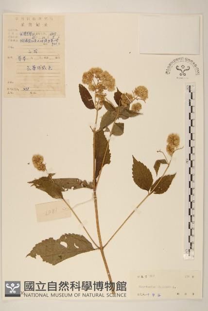 華澤蘭藏品圖，第1張