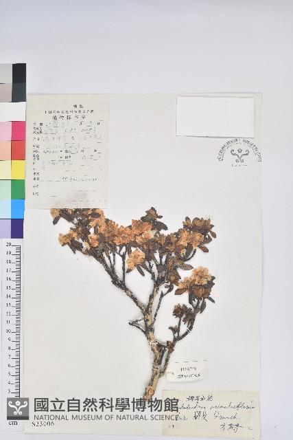 櫻草杜鵑藏品圖，第1張