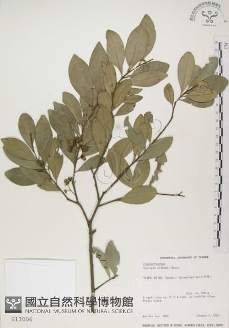 魯花樹藏品圖，第1張