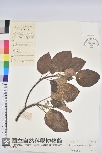 黃桐藏品圖，第1張