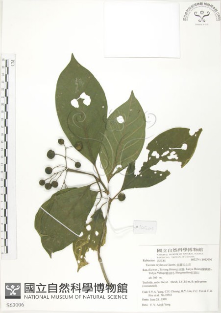 錫蘭玉心花藏品圖，第1張