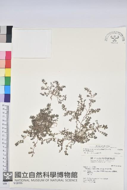 伏生大戟藏品圖，第1張