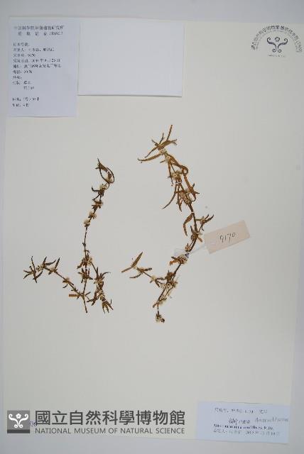 節節花藏品圖，第1張