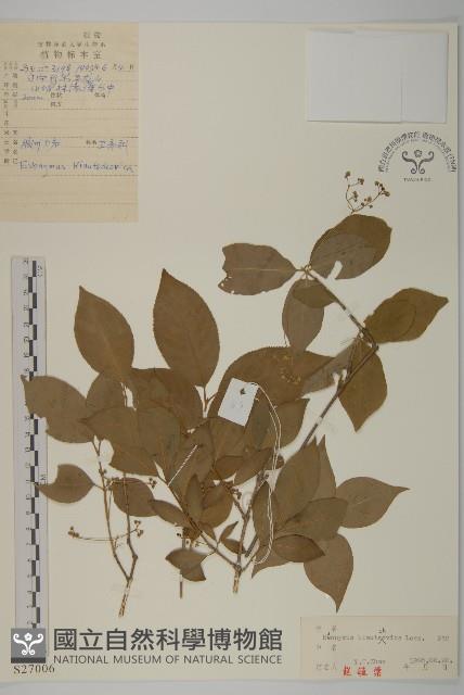 膠東衛矛藏品圖，第1張