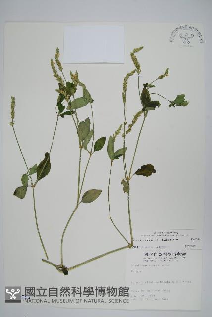 爵床藏品圖，第1張