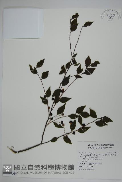 燈稱花、烏雞骨藏品圖，第1張